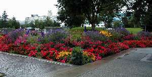 Anchorage flowers