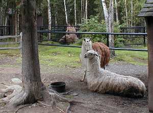 llamas, camels